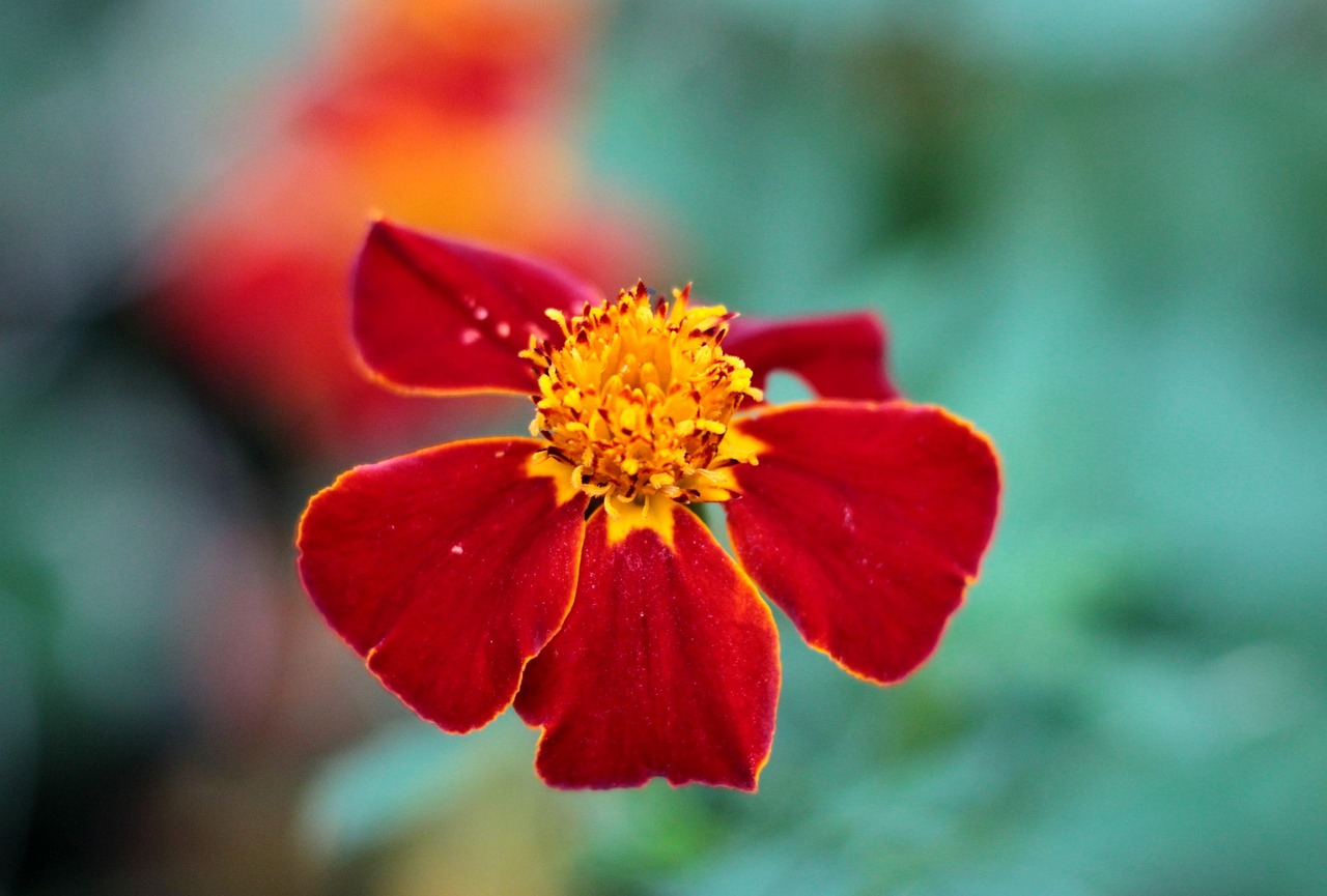 初年度無料の年会費でポイント還元を最大限に活用する方法は？