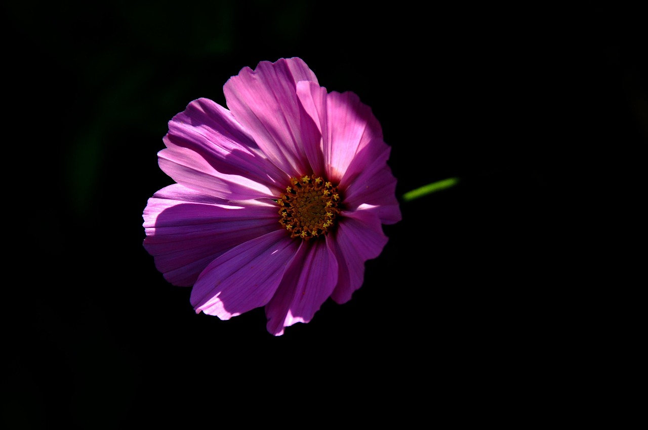 初年度無料の年会費で得られるポイント還元はどのくらい？