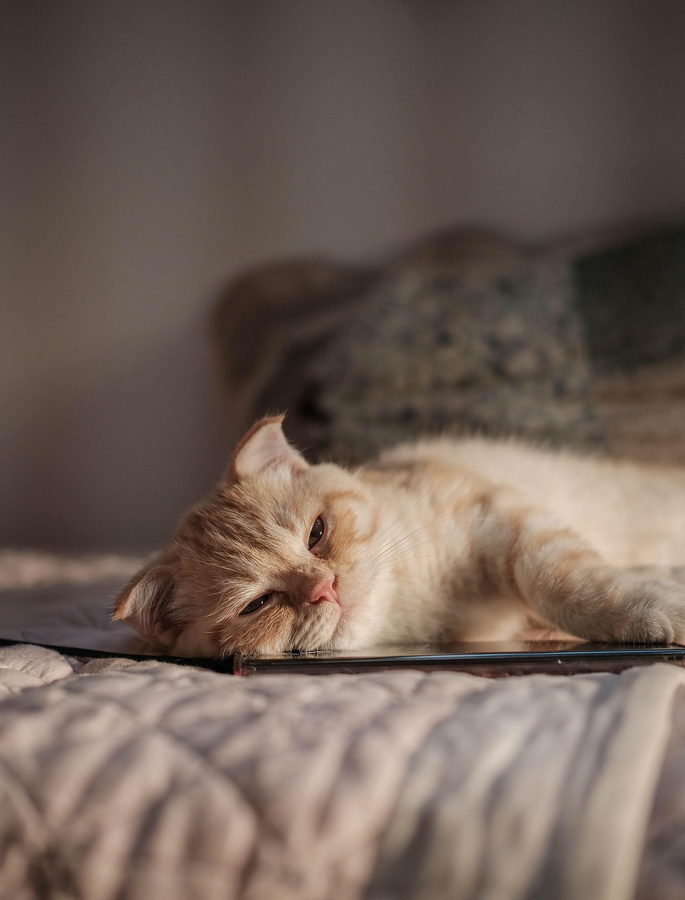 国内旅行でクレジットカードのポイント優遇を受ける方法は？